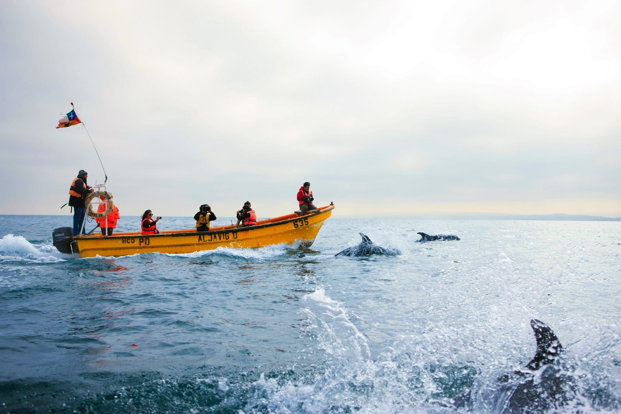 Dolphin watching from a boat at Chañaral de Aceituno