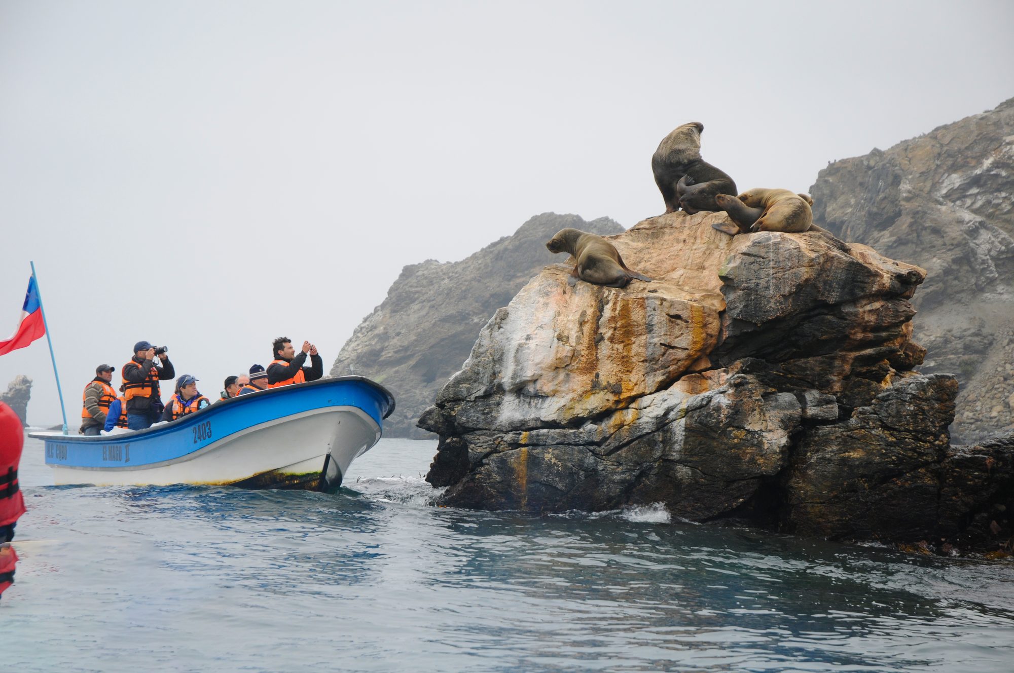 Isla Damas and Humboldt Penguin